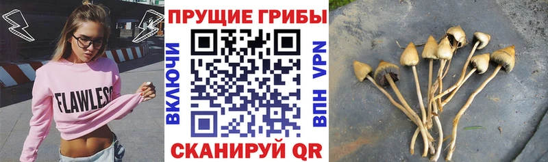 Купить  Жуков  Псилоцибиновые грибы Psilocybe 